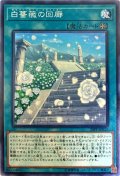 白薔薇の回廊【ノーマル】{20PP-JP011}《魔法》